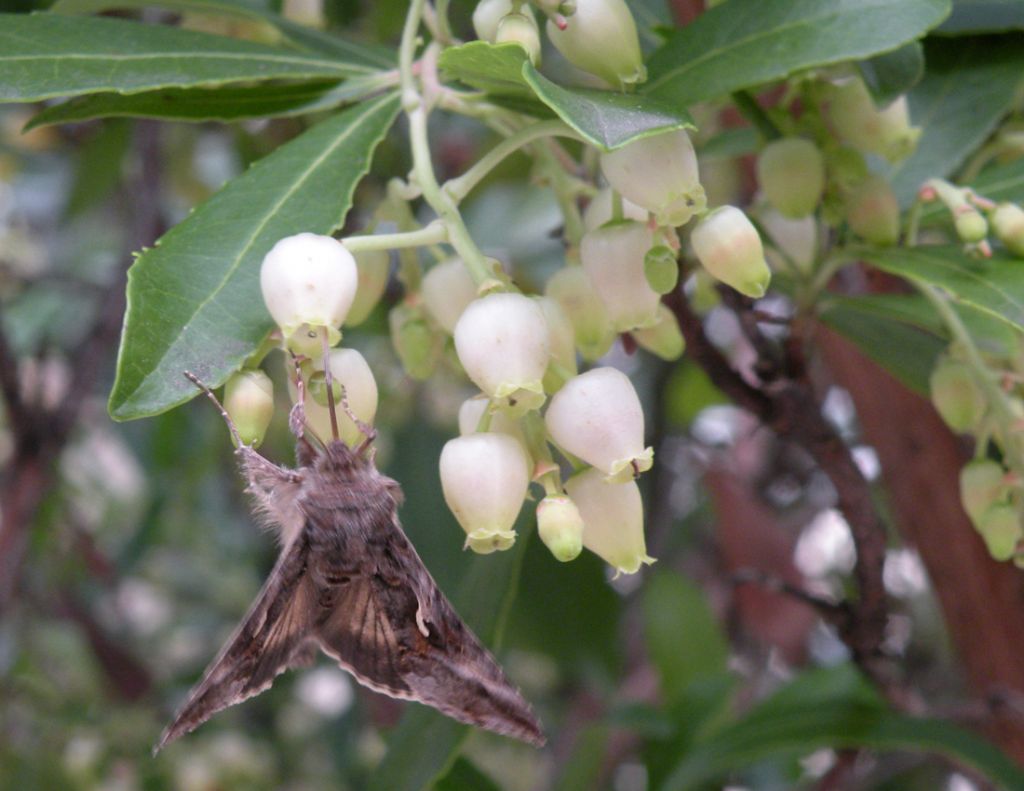 Le farfalle cadenti